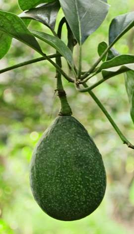 HOL TEREM AZ AVOCADO?